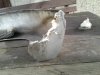 Foto0400.jpg