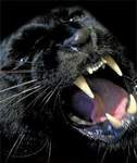 Benpanther060881