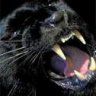 Benpanther060881