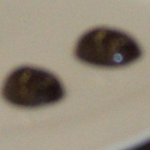 DSCF0593