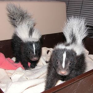 Skunkis