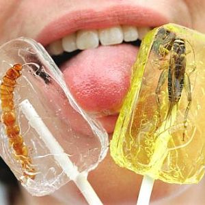 Insektenlollie