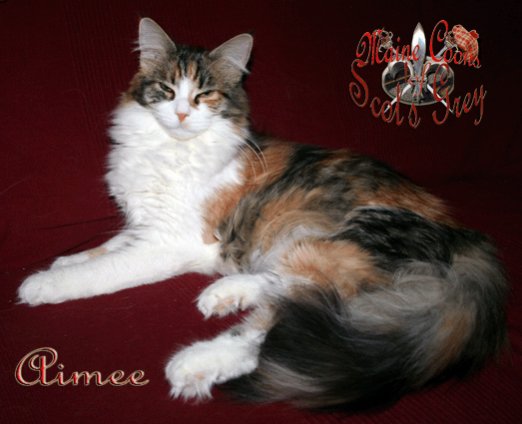 Aimee
