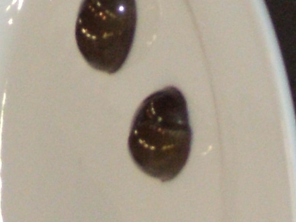 DSCF0594