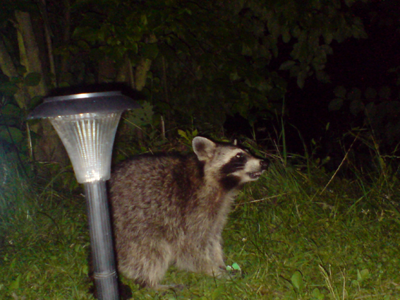 waschbär am fruchtgummi apfelring verspeisen